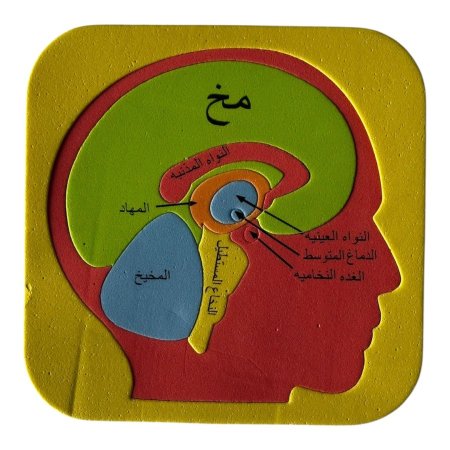 بازل اسفنجي - المخ