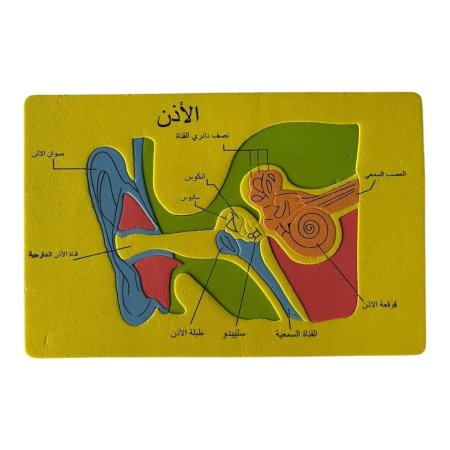 بازل اسفنجي - الاذن