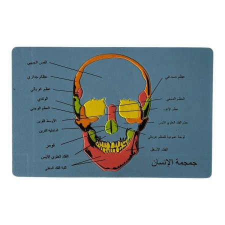 بازل اسفنجي - جمجمة الانسان
