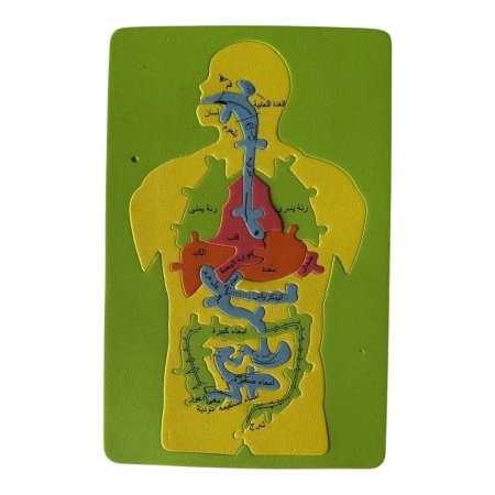 بازل اسفنجي - جسم الانسان