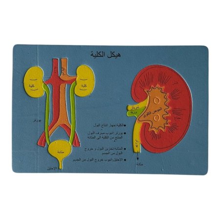 بازل اسفنجي - هيكل الكلية