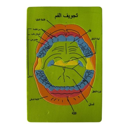 بازل اسفنجي - تجويف الفم